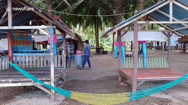 Endangered baby turtles released into wild to increase population in Indonesia