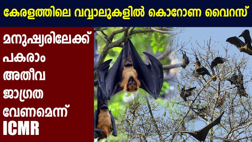 cmsvideo