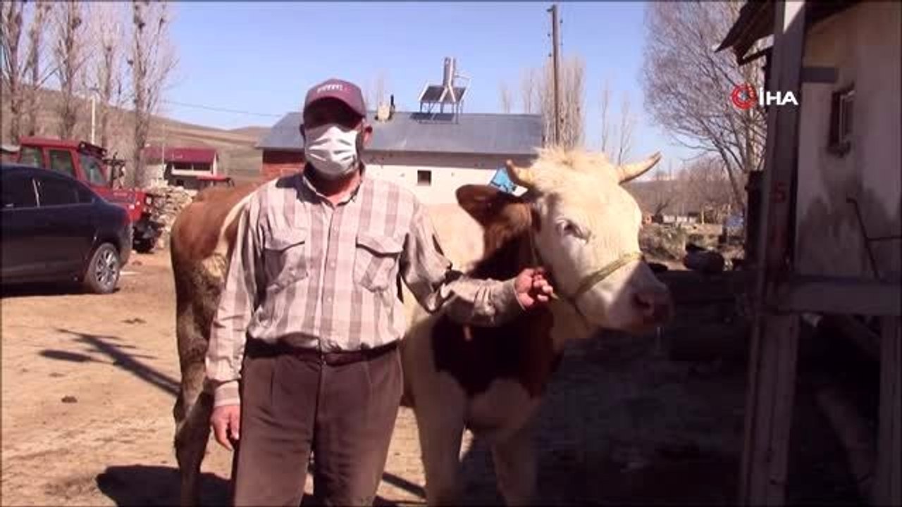 Bayburtlu besici 'Milli Dayanışma Kampanyası'na 450 kiloluk düve bağışladı