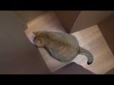 Cat Completes Maze Task And Walks Out of Finish Door