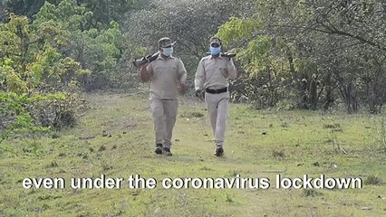 Indian wildlife sanctuary on guard against poachers amid virus lockdown