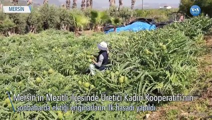 Corona Günlerinde Enginar Hasadı