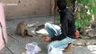Kind people provide food for starving animals during Indian lockdown