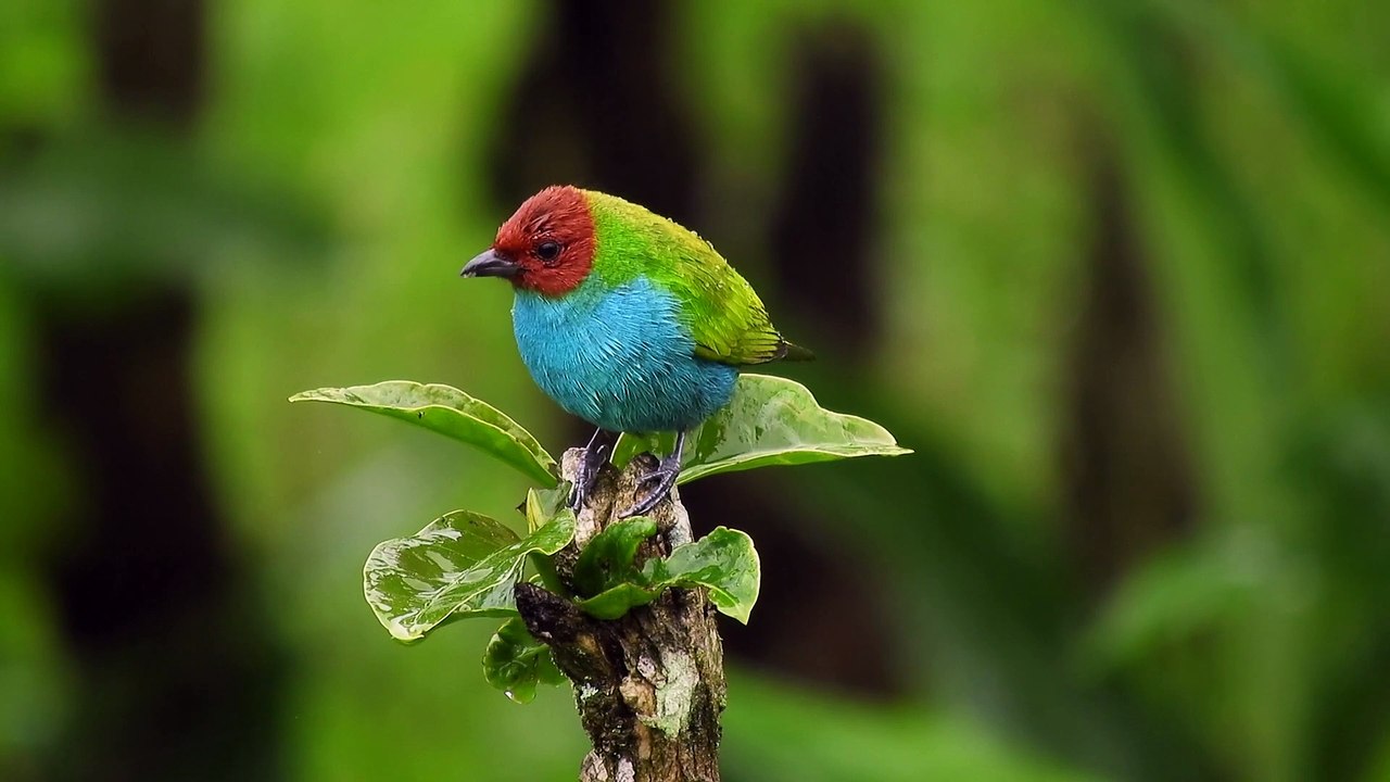 Nature -