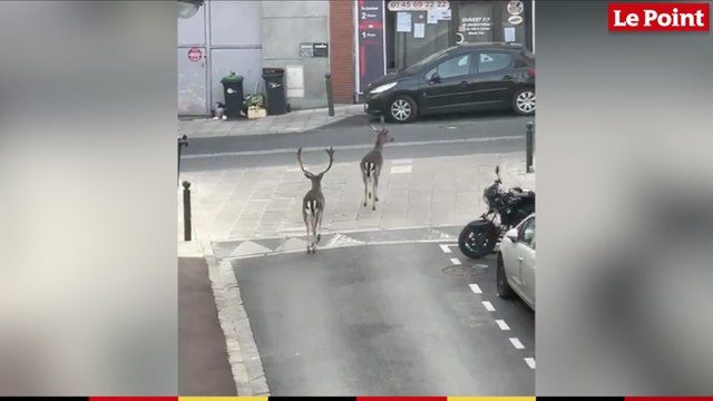 Deux daims se promènent dans les rues de Boissy-Saint-Léger