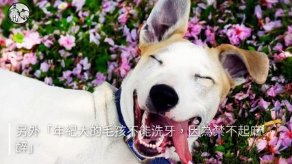 petsmao.nownews-copy3-20200414-17:34