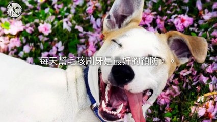 petsmao.nownews-copy3-20200414-17:35