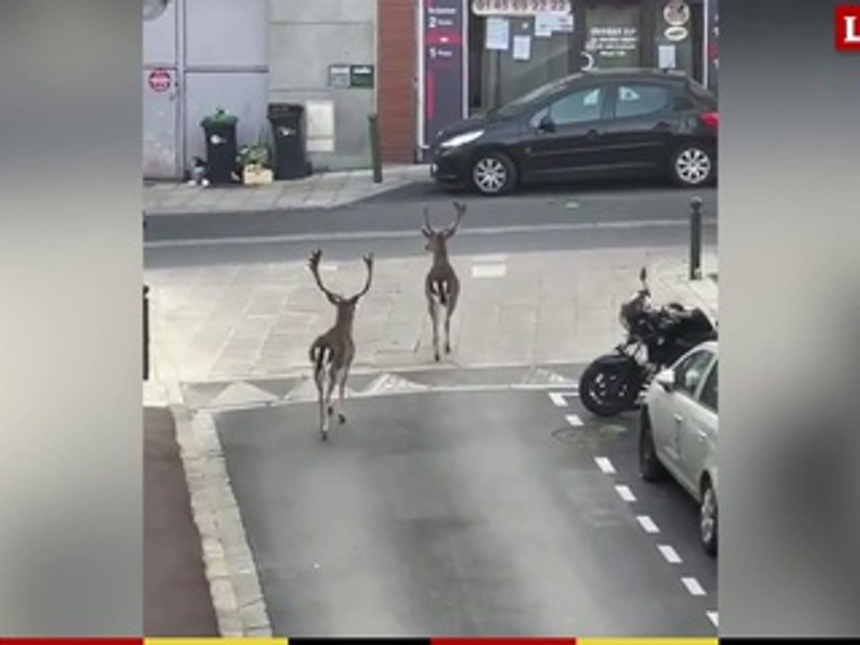 Deux daims se promènent dans les rues de Boissy...