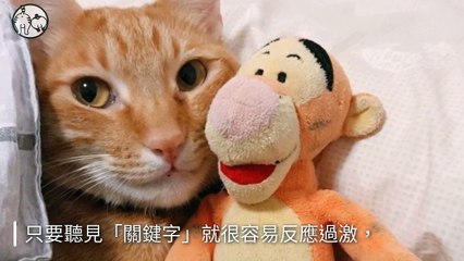 petmao_curation_mobile-copy3-20200414-17:38