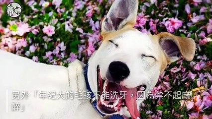 petmao_curation_mobile-copy3-20200414-17:40