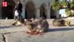 Boş kalan Mescid-i Aksa’daki kedileri görevliler besledi