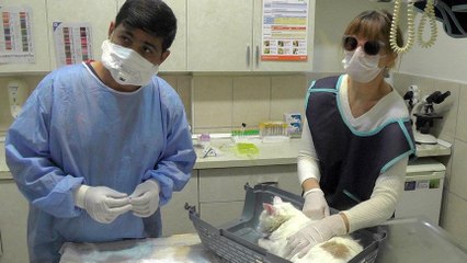 Avustralya’dan gelen kedi, havalı silahla vuruldu