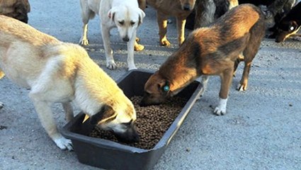 Aksigorta sokak hayvanları için 6 ton mama bağışladı