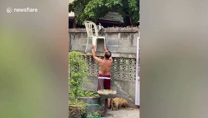 Kindhearted Thai man helps cat come down from wall with chair