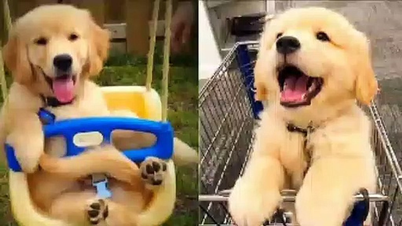 Baby Dogs - Cute and Funny Dog Videos Compilation