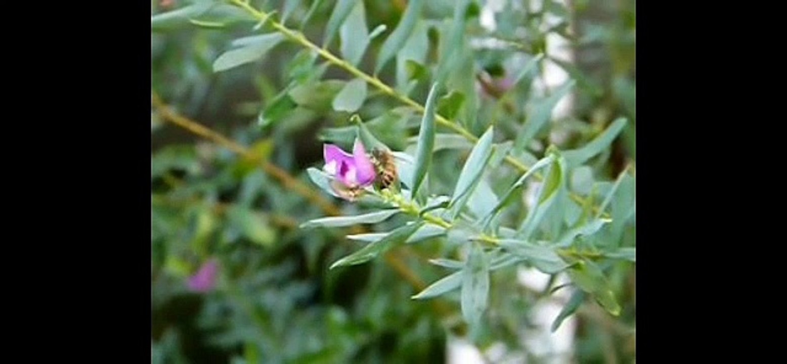 bees flight