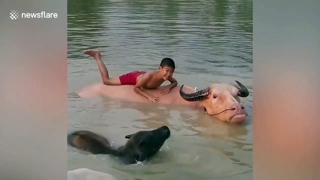 Boy lays on pet buffalo in pond in northern Thailand