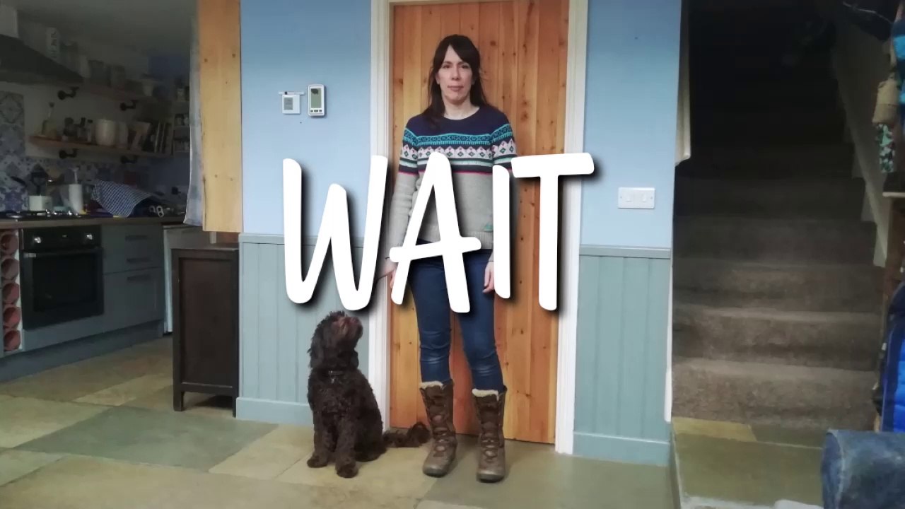 TEACH YOUR DOG TO "WAIT" (STAY)