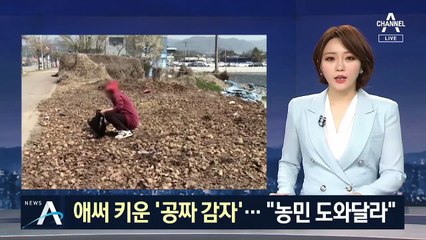 “감자 그냥 가져가세요” 판로 막힌 강원도 농민의 속사정