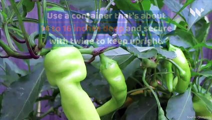 5 Foods You Can Grow in a Container Garden (National Gardening Day)