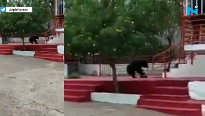 Starving bear loses cool after seeing empty trash at Temple