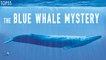 5 Most Mysterious and Unexplained Oceanic Mysteries