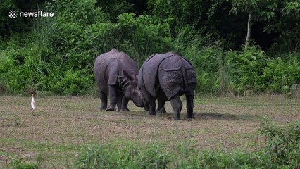 In search of love: Rhino playfully teases would-be mate in Nepal