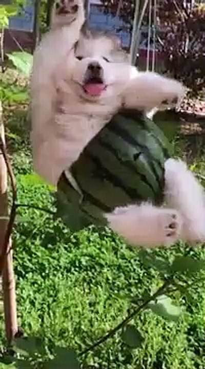 Cucciolo carina !  Animali divertenti