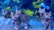 Cet aquarium permet à des chiots et des chatons d'un refuge de le visiter pendant sa fermeture