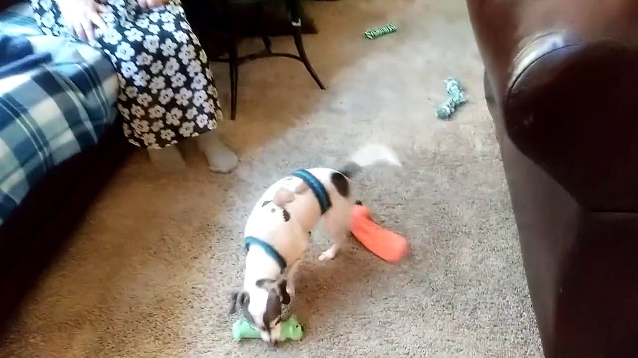 Our Сookie is playing