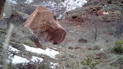 Yaban hayatı böyle görüntülendi