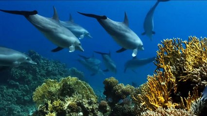 La vie des dauphins sauvages (2)