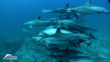 La vie des dauphins sauvages (1)