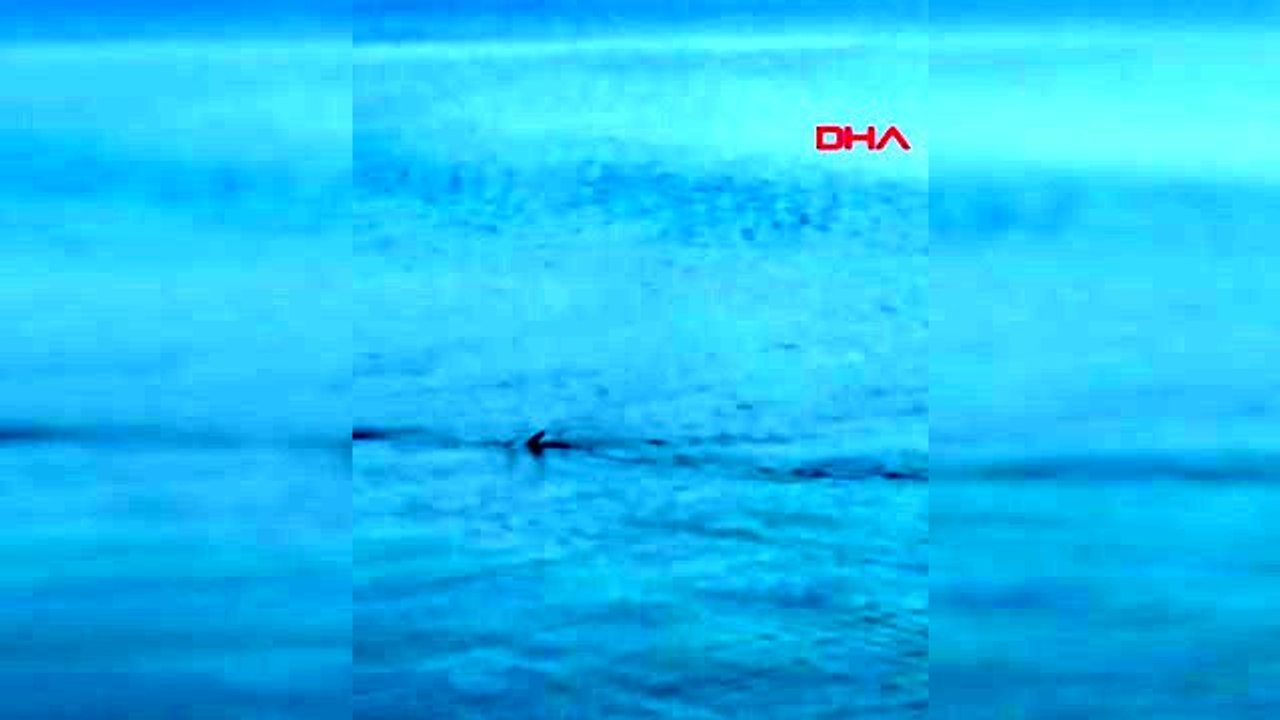 Köpek balığı sanılan zargana azmanları, Bodrum'da tartışma konusu oldu