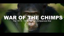 World War Chimp - The Brutal 1974 - 1978 Gombe Chimpanzee War: Documentary