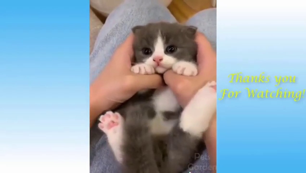 Funny and Cute Pets  Compilation Video