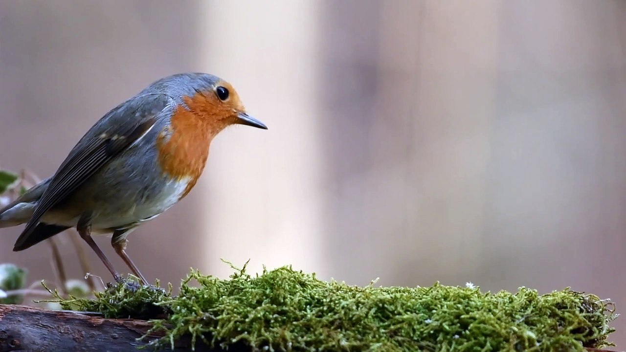 Bird eating