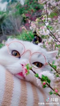 Cute baby animals Videos Compilation cutest moment of the animals - Cutest Puppies and Cats