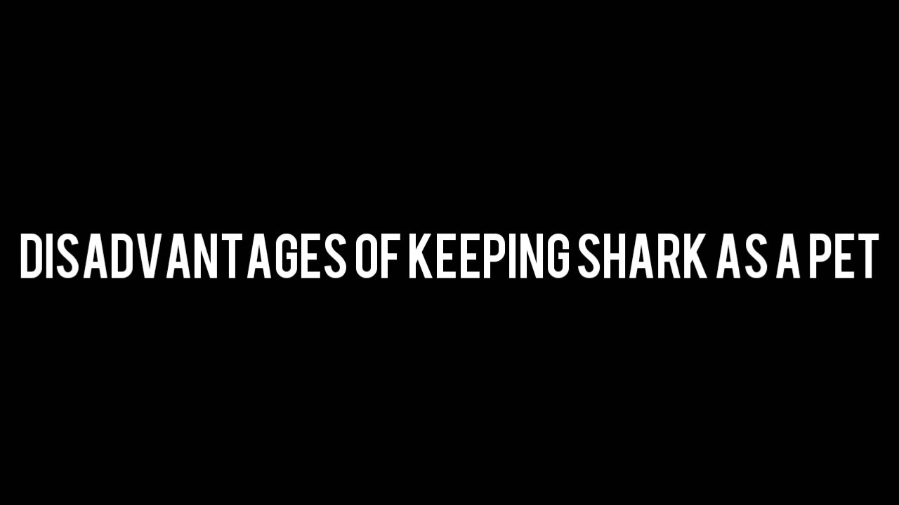 Disadvantages of keeping shark in your tank .