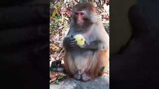 Funny and Cute Monkey Videos Compilation 2019 P12 - Monkey Videos