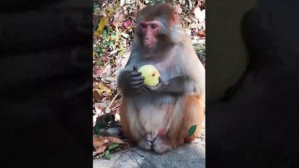 Funny and Cute Monkey Videos Compilation 2019 P12 - Monkey Videos