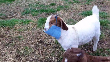 Goats Trying to Figure out N95 Masks