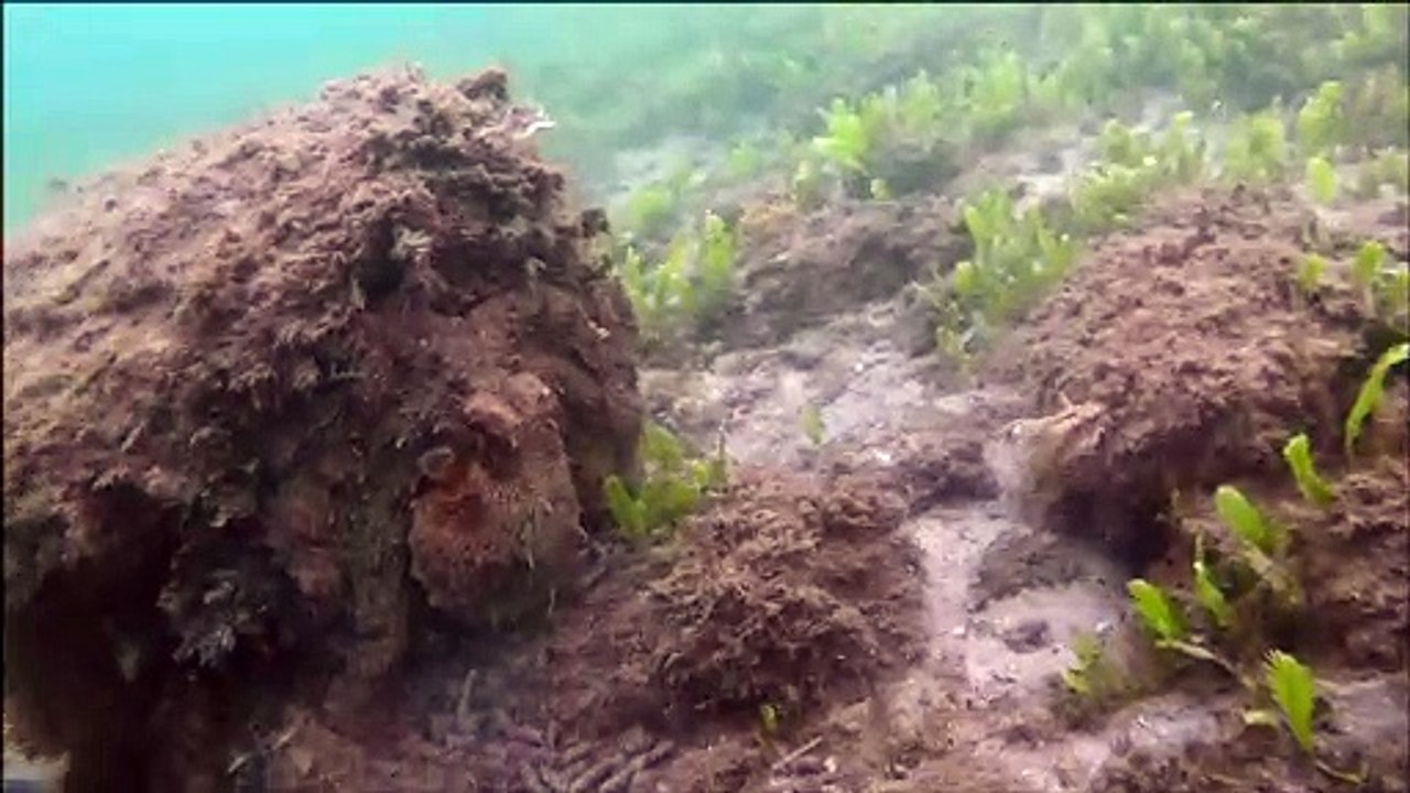 Nearly Invisible Octopus