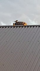 Cet oiseau adore faire du toboggan sur le toit