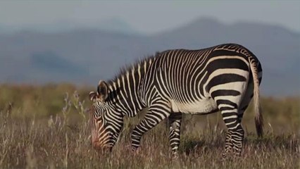 Meet the Zonkey That's Being Taken Care of at the David Sheldrick Wildlife Trust