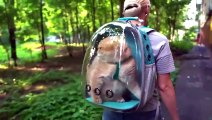 Génial ce sac à chat transparent ! Il voit tout !