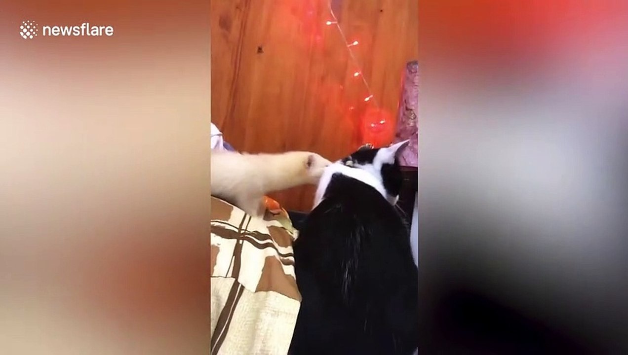 What a drag! Pet ferret playfully pulls cat's collar in Thailand