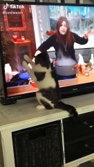 Cute & funny Cats TikTok Compilation to cheer you up Vol III
