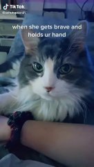 Cute & funny Cats TikTok Compilation to cheer you up Vol II