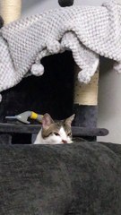 Cat Licking Blanket Gets her Tongue Caught